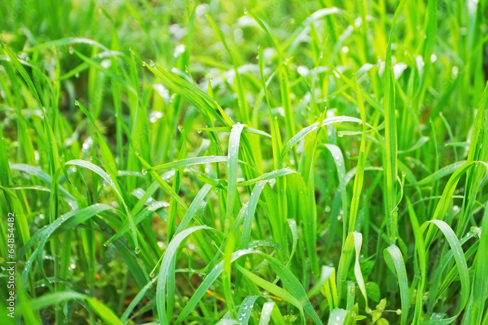 Fototapeta premium Grass and Dew