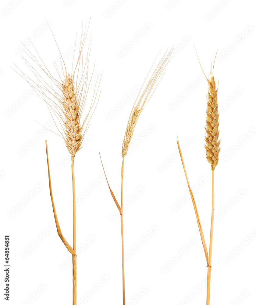 three ears of cereals collection isolated on white three ears of cereals collection isolated on white