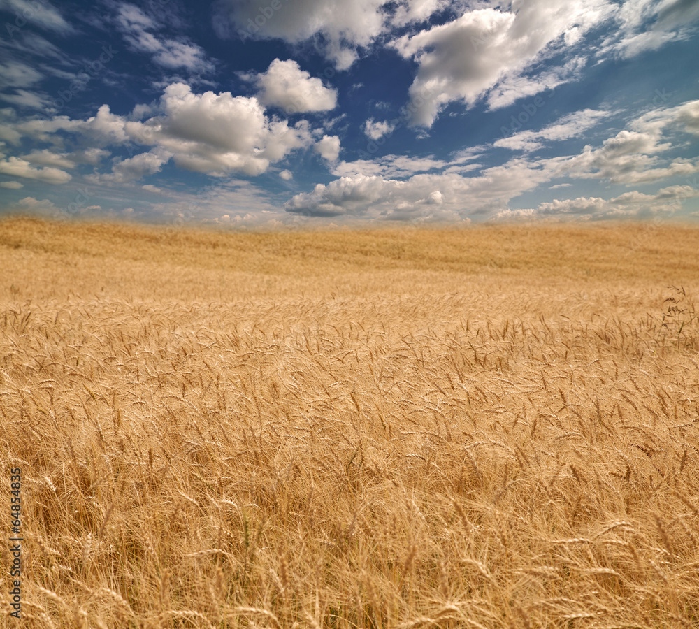 yellow field and blue sky with white clouds