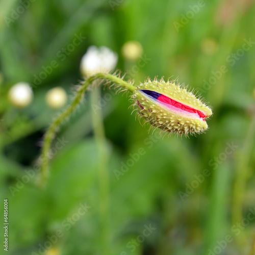 poppy bud photo