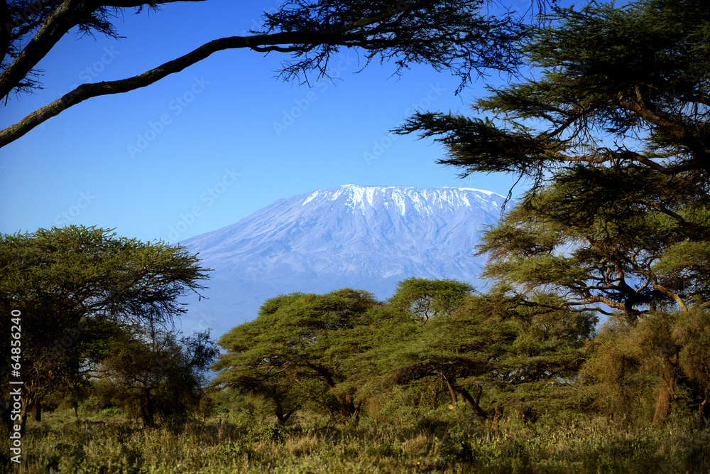 Naklejka premium Kilimandżaro w Amboseli