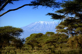 Kilimanjaro in Amboseli