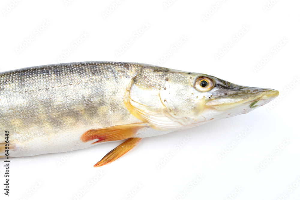 brochet brochet