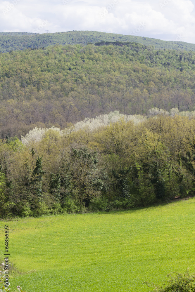 Fototapeta premium hilly landscape
