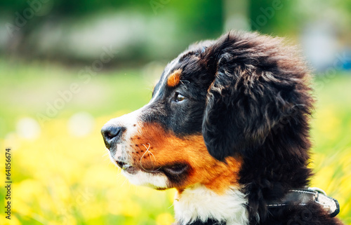 Bernese Mountain Dog (Berner Sennenhund) Puppy