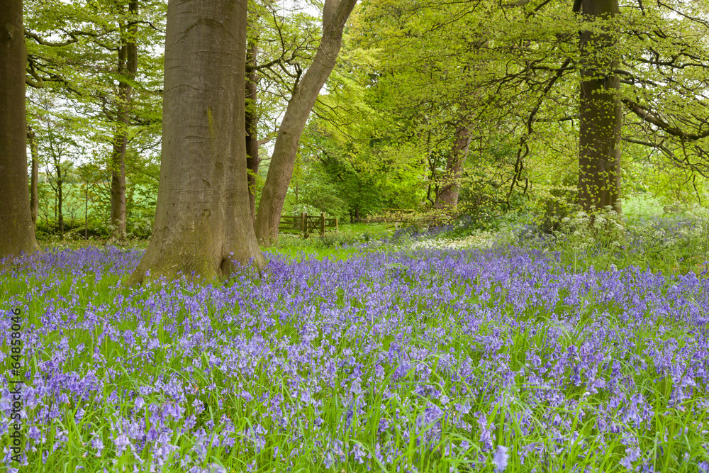 Naklejka premium Bluebells