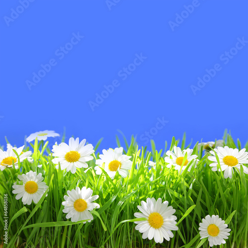 White flowers with grass and copy-space on blue background