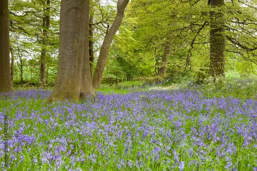 Bluebells