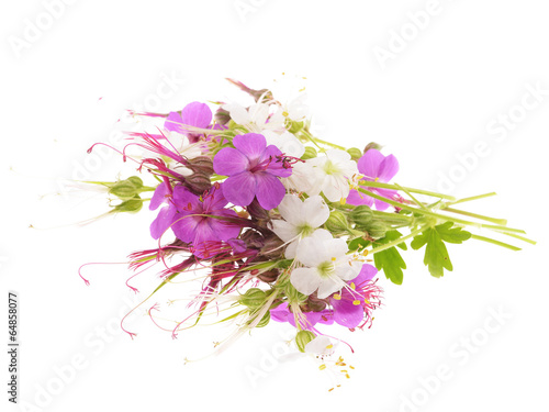 Fototapeta Naklejka Na Ścianę i Meble -  geranium macrorrhizum blossoms ,white and pink,