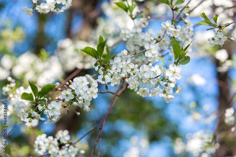 Obraz premium Cherry blossoms