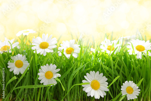 White flowers with grassy field on sunshine