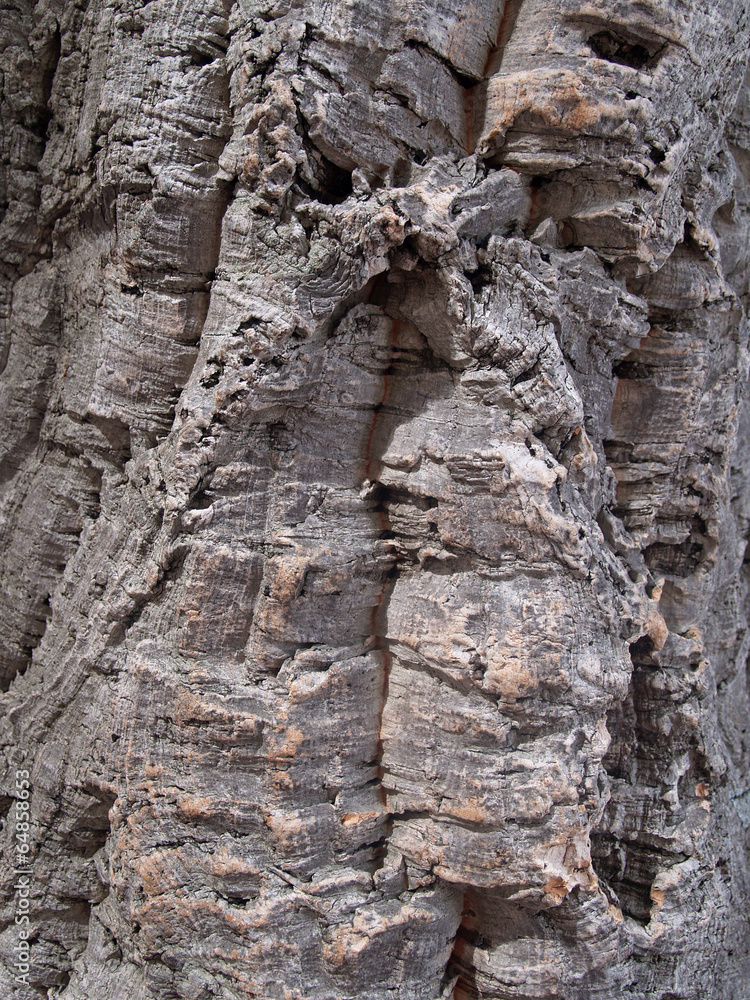 Bark of a pith oak, background
