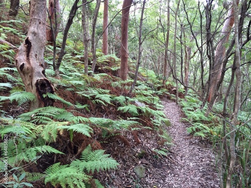 Australian bush