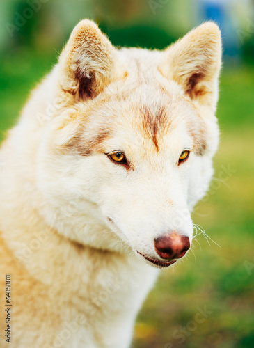 White Adult Siberian Husky Dog (Sibirsky husky)