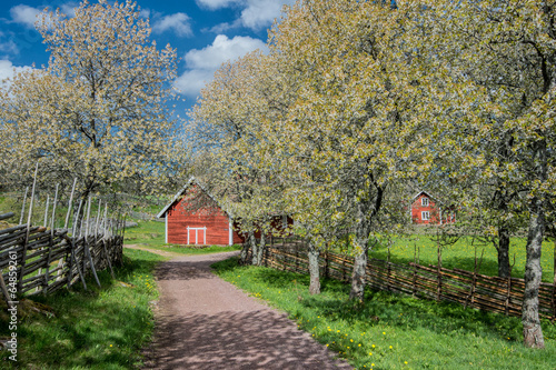 Wallpaper Mural Idyllic Sweden at springtime - sunny day in Småland in early May Torontodigital.ca