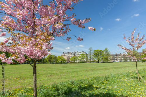Cherry Blossom on the Stray, Harrogate
