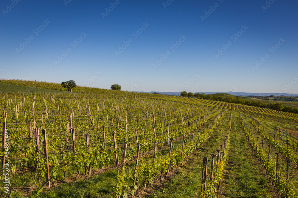 Wine Hills in Northern Italy