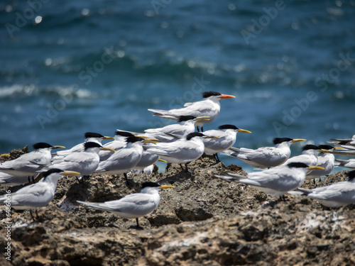 Terns and waves