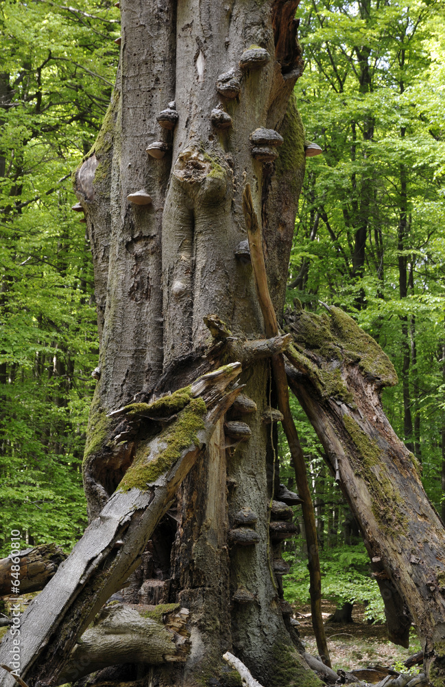 Alte Buche Alte Buche
