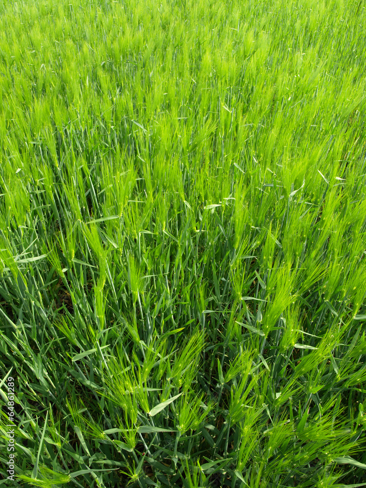 wheat closeup wheat closeup