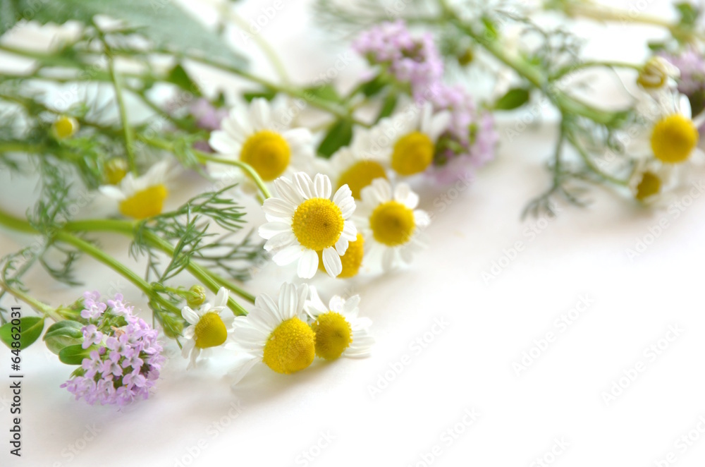 Fototapeta premium chamomile and thyme flowers
