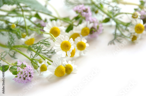 chamomile and thyme flowers © Botamochy