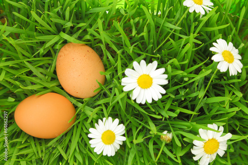 Two fresh eggs on green grass with white flowers