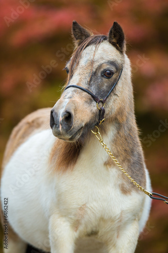 Foal  Shetland pony.