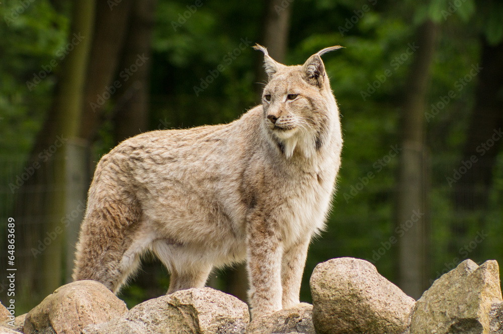 Naklejka premium Luchs auf Steinen