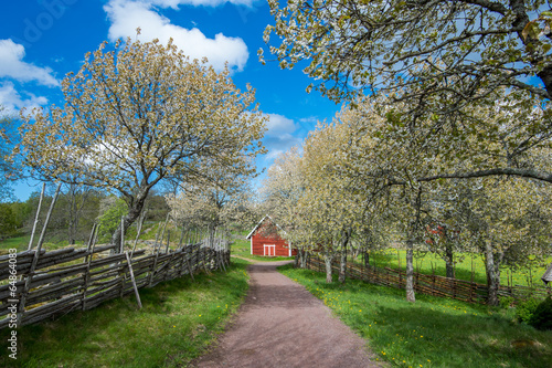 Wallpaper Mural Idyllic Sweden at springtime - sunny day in Småland in early May Torontodigital.ca