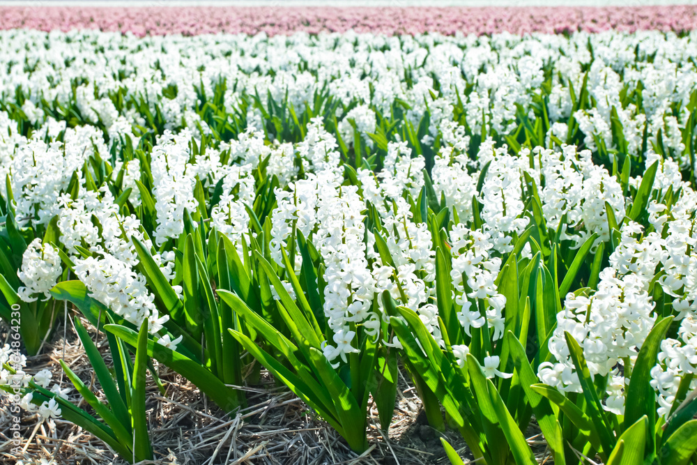 Fototapeta premium Hyacinths