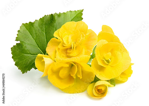 Yellow flowers Begonias with leaf.