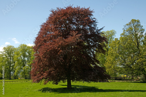 Copper beech tree