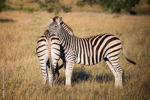 Zebras  South Africa