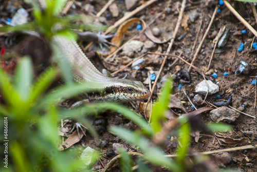 hidden skink