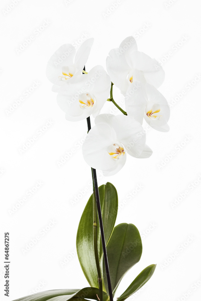 Fototapeta premium orchid