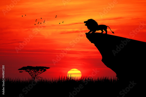 Fotografering Lion on rope at sunset