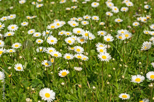 Gänseblümchen - Bellis perennis