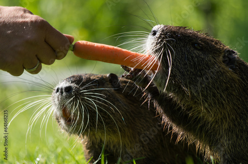 Nutria photo