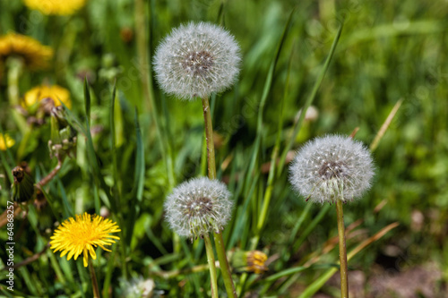 Yellow and white dandelions in a green grass
