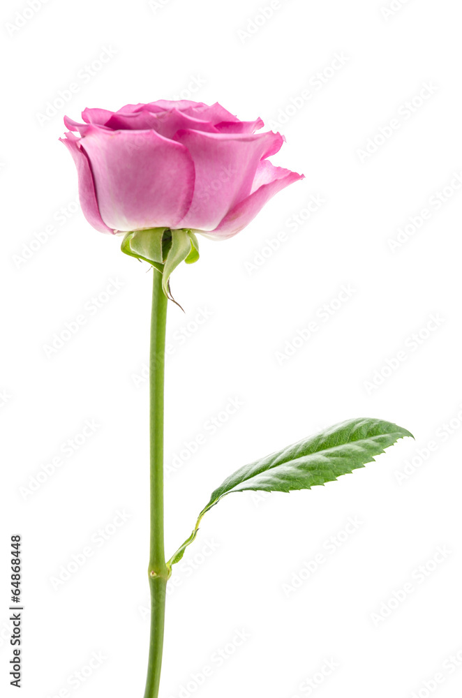 Pink rose isolated on white Pink rose isolated on white