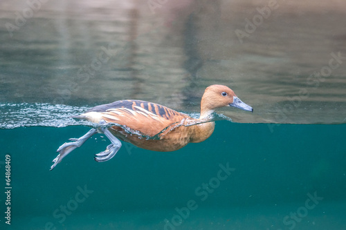 duck swimming in the water