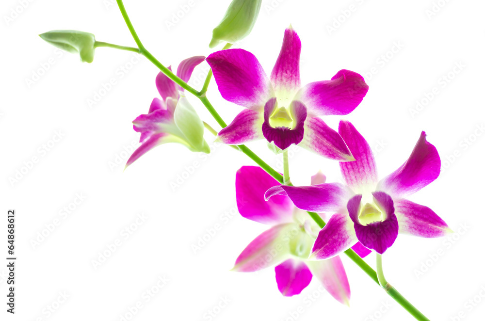 Orchind isolated white background Orchind isolated white background
