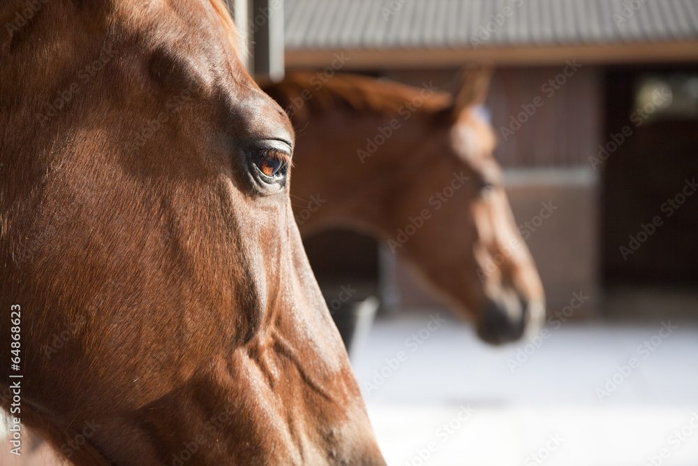 Obraz Ekstremalne zbliżenie konia ze stajniami w tle