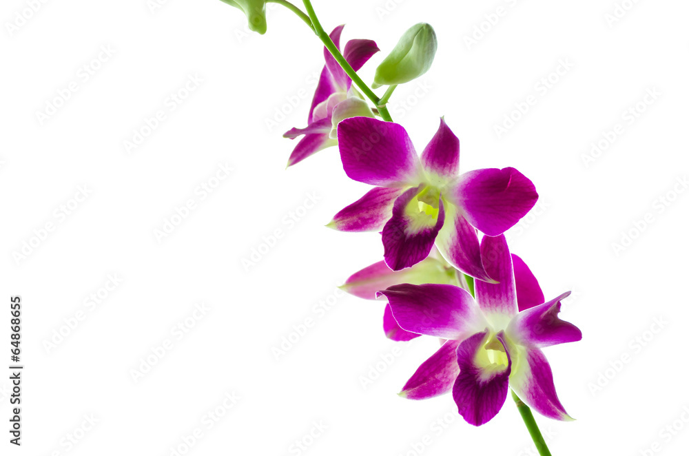 Orchind isolated white background Orchind isolated white background
