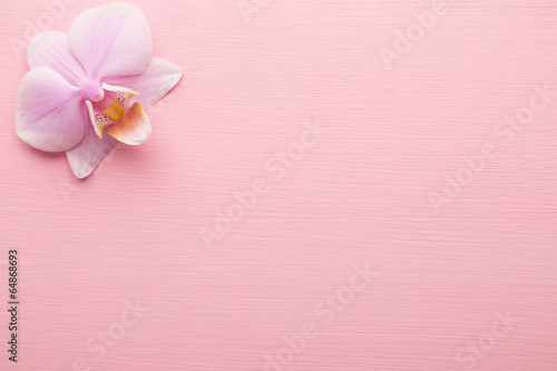 Pink orchid. © gitusik