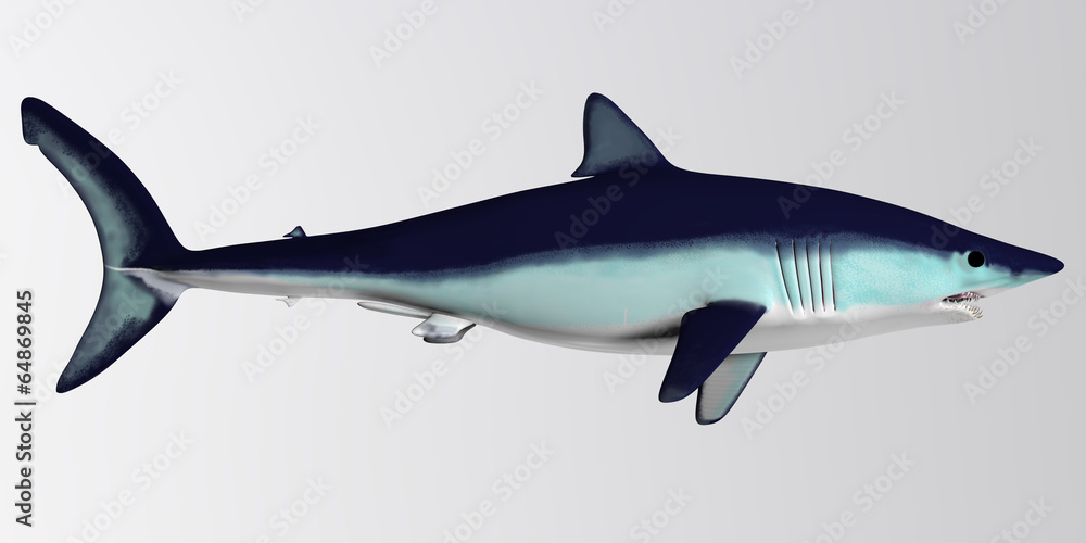 Obraz premium Mako Shark Side Profile