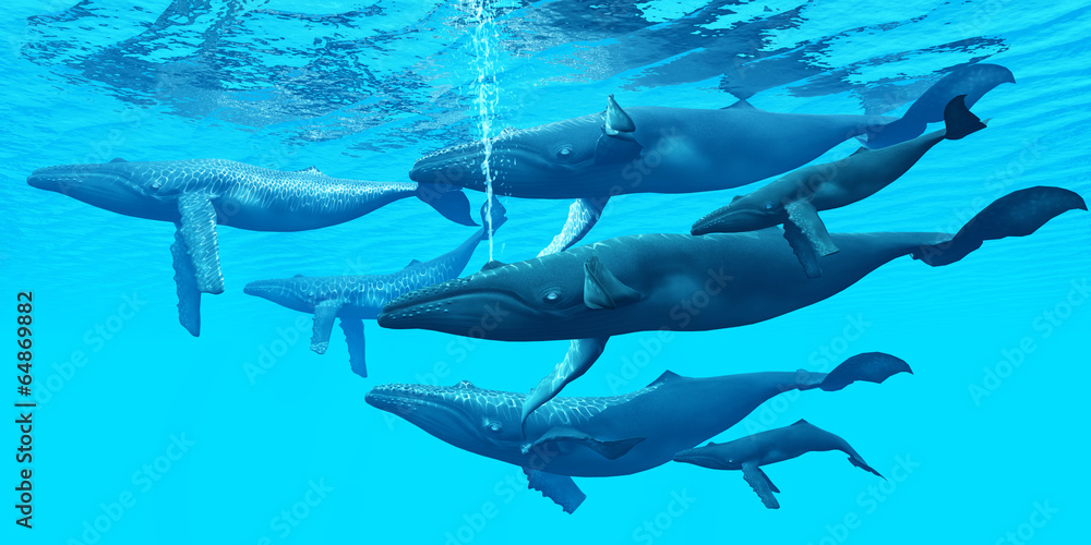 Naklejka premium Humpback Whale Group