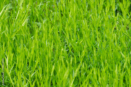 Green grass closeup view