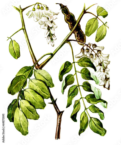 Fotografie Fruits and leaves of Robinia (Robinia pseudoacacia). Botany
